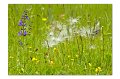 Blumenwiese A 01